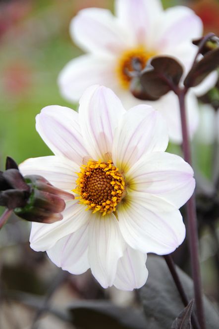Hovedbilde Dahlia Bishop of Dover