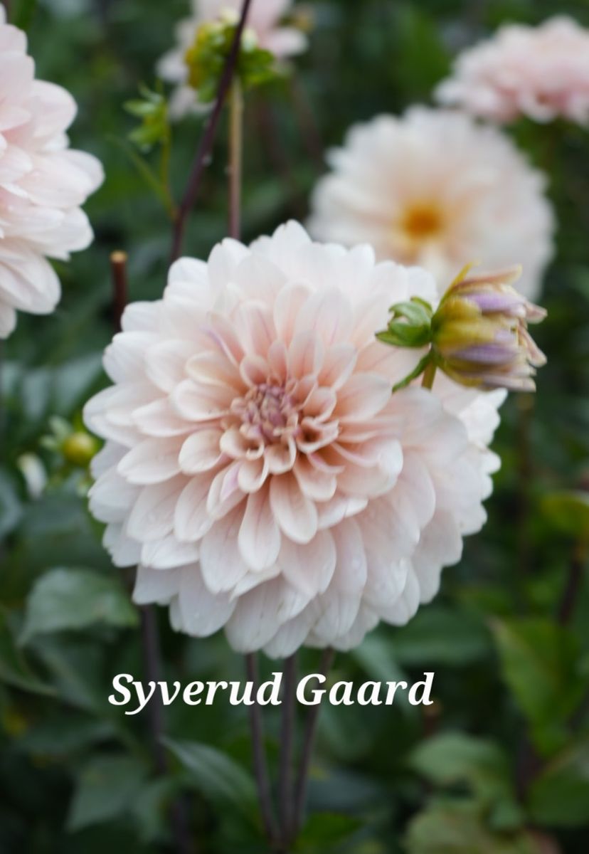 Dahlia Glossy Olivia (Annika)  Nyhet 2026