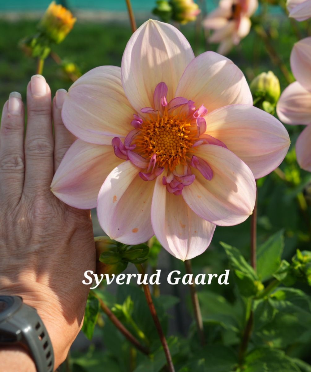 Dahlia Campus Nature Metier Nyhet 2026