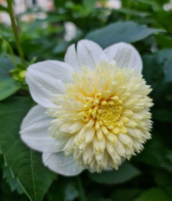 Hovedbilde Dahlia Platinum Blonde 