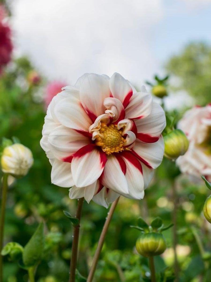 Dahlia Fire And Ice Nyhet 2026