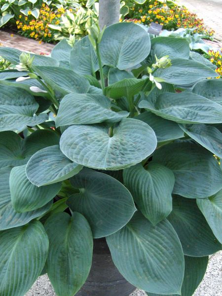 Hovedbilde Hosta Blue Vision 1 stykk Nyhet
