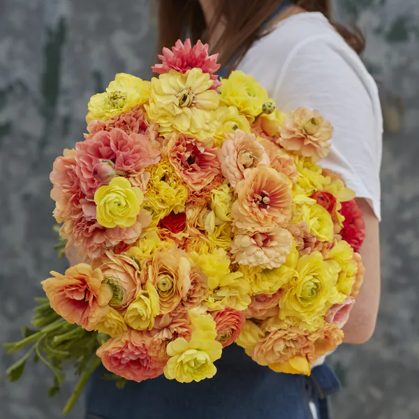 Hovedbilde Ranunculus Amandine Pastel Lemon 10stykk  