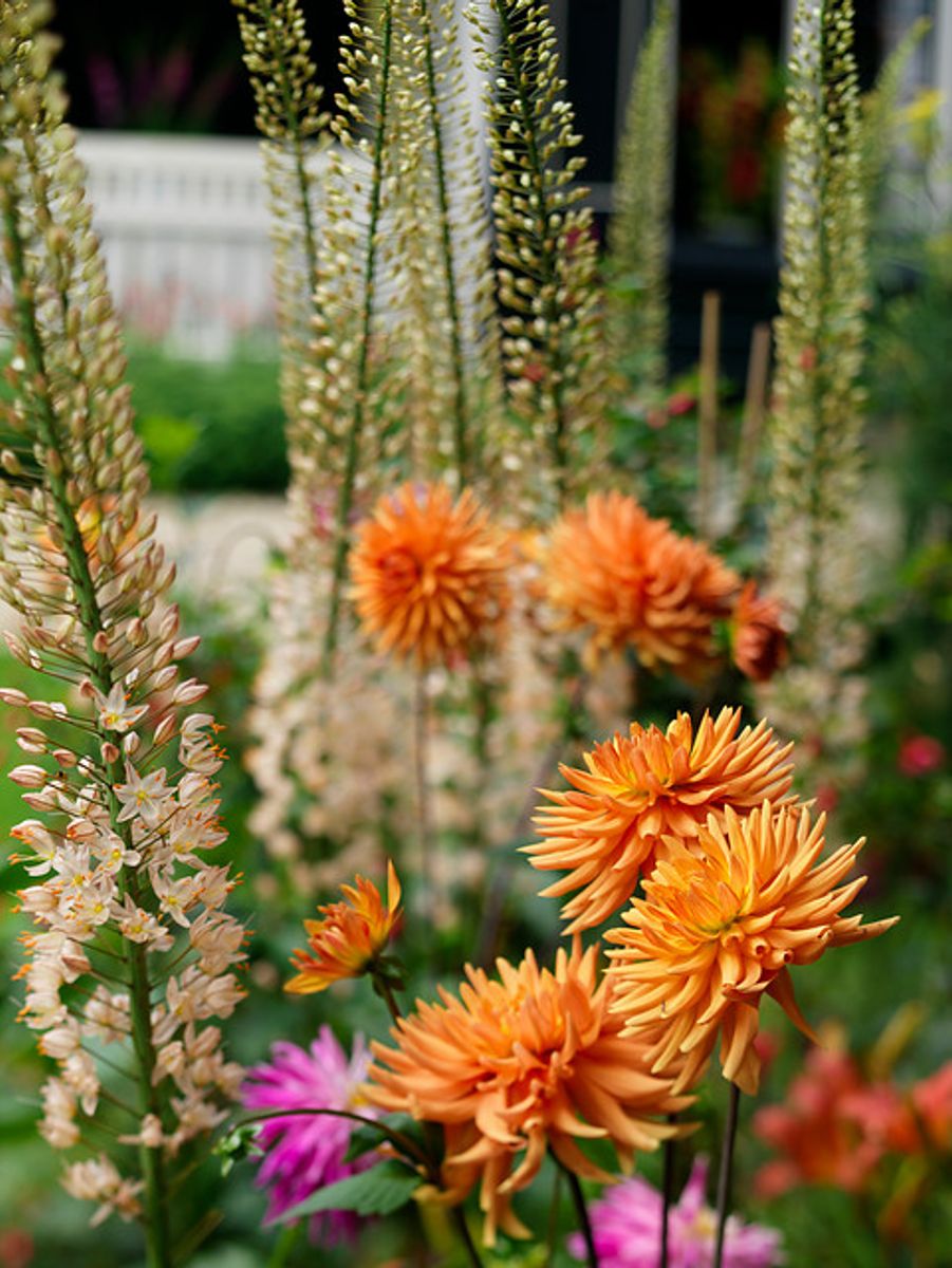 Dahlia Ludwig Helfert 