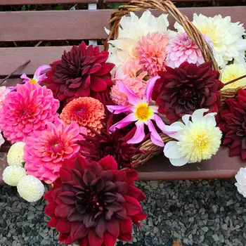 Hovedbilde Dahlia big pack
