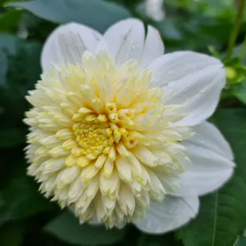 Hovedbilde Dahlia Anemone