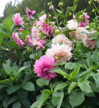 Hovedbilde Dahlia Dinnerplate