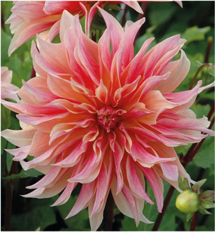 Dahlia Labyrinth