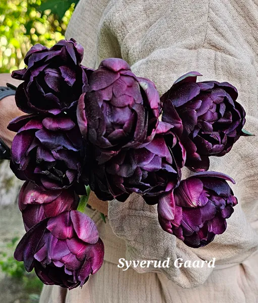 Hovedbilde Tulipan Black Hero 5 stykk 