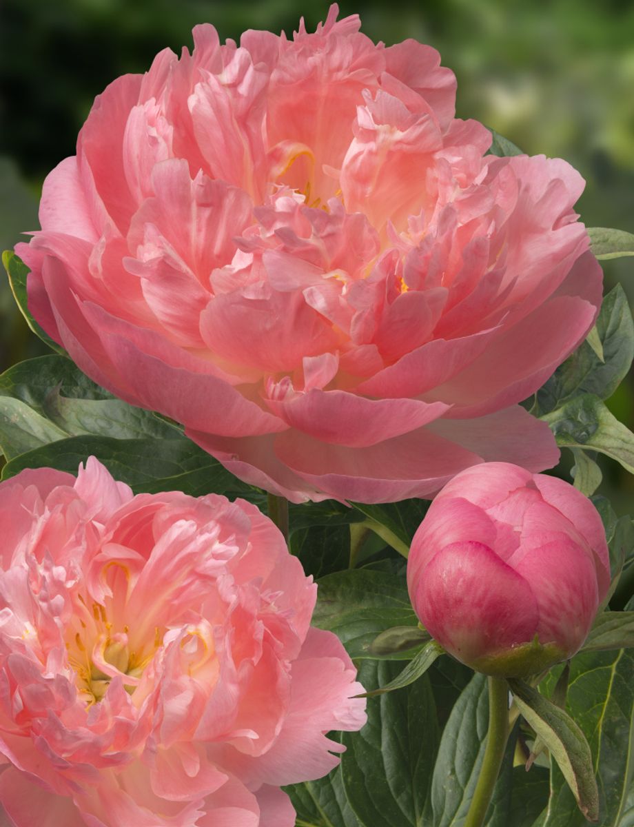 Paeonia Pink Hawaiian Coral 