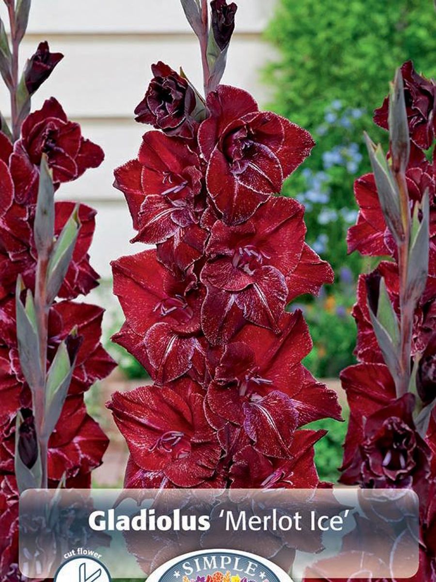 Gladiolus Merlot Ice !0 stykk