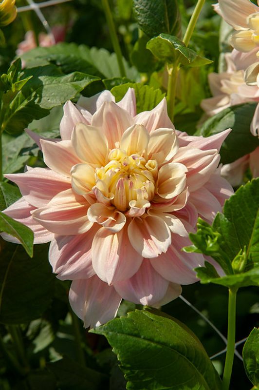 Dahlia Break Out  