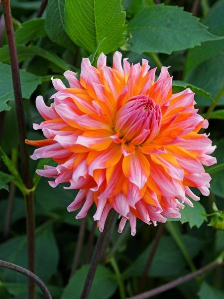 Hovedbilde Dahlia Orange Turmoil Nyhet 2026