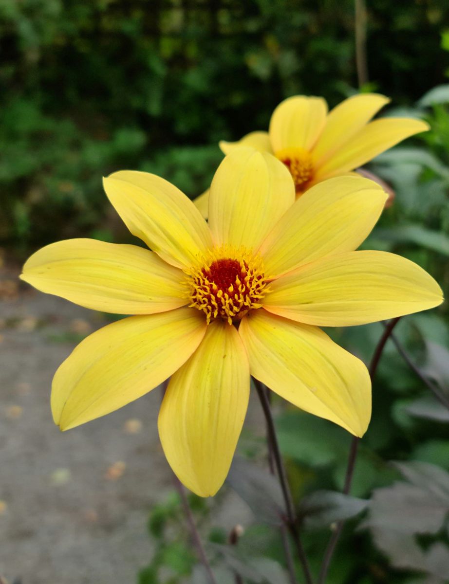 Dahlia Bishop of York 