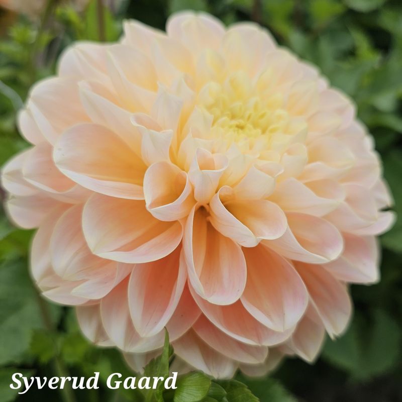 Dahlia Honey Dew 