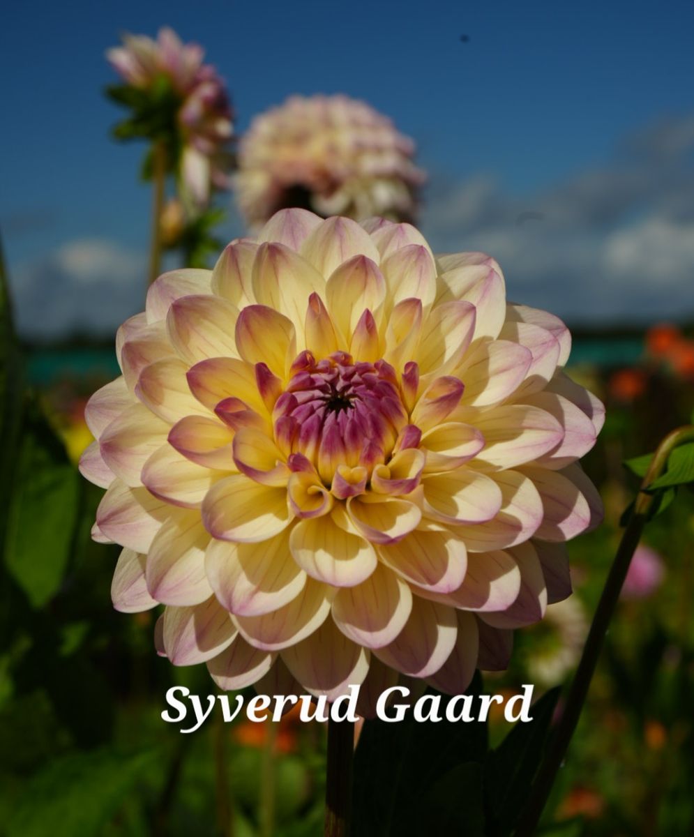 Dahlia Sturm Kika Nyhet 2025