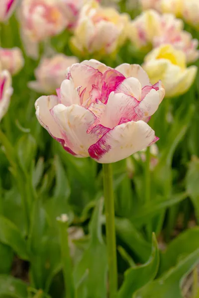 Hovedbilde Tulipan Double Shake 7 stykk 