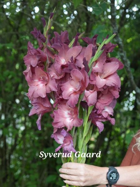Hovedbilde Gladiolus Chocolate 15 stykk  Big Pack