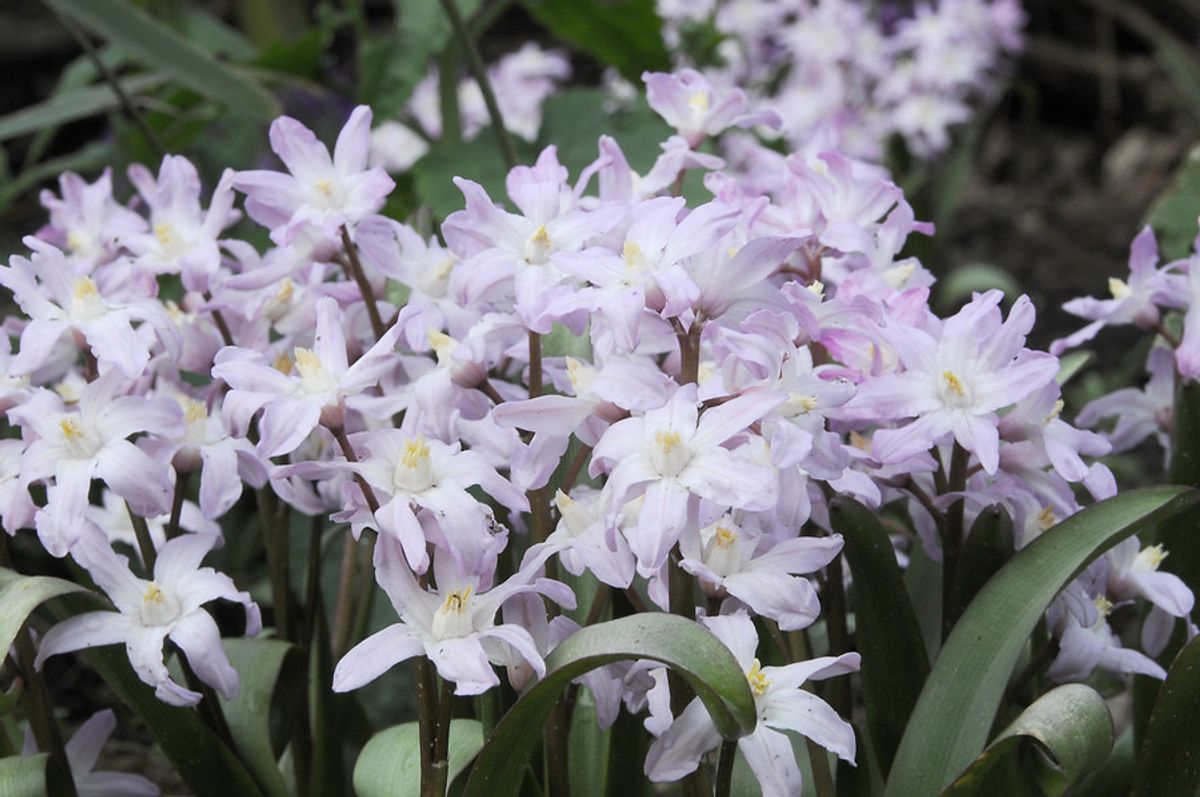Chionodoxa Pink Giant 15 stykk 