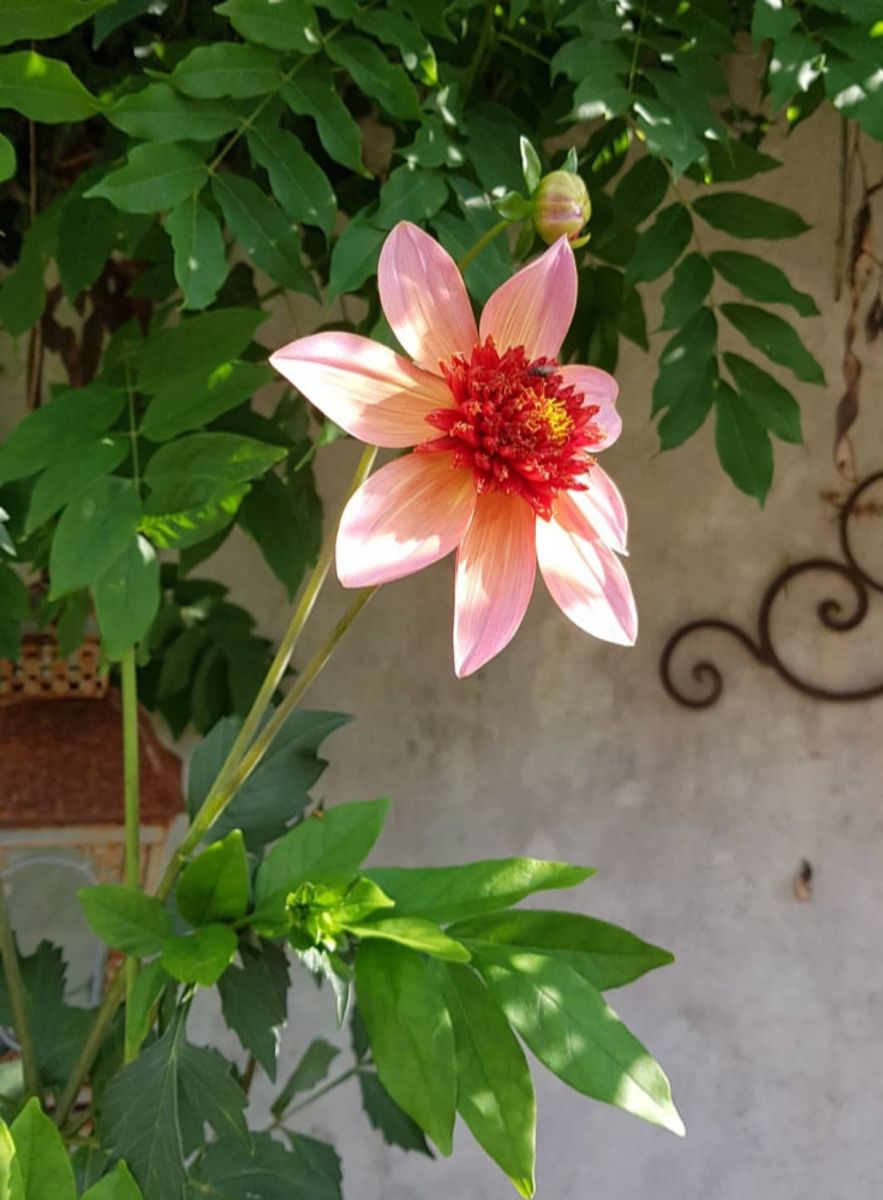 Dahlia Totally Tangerine 