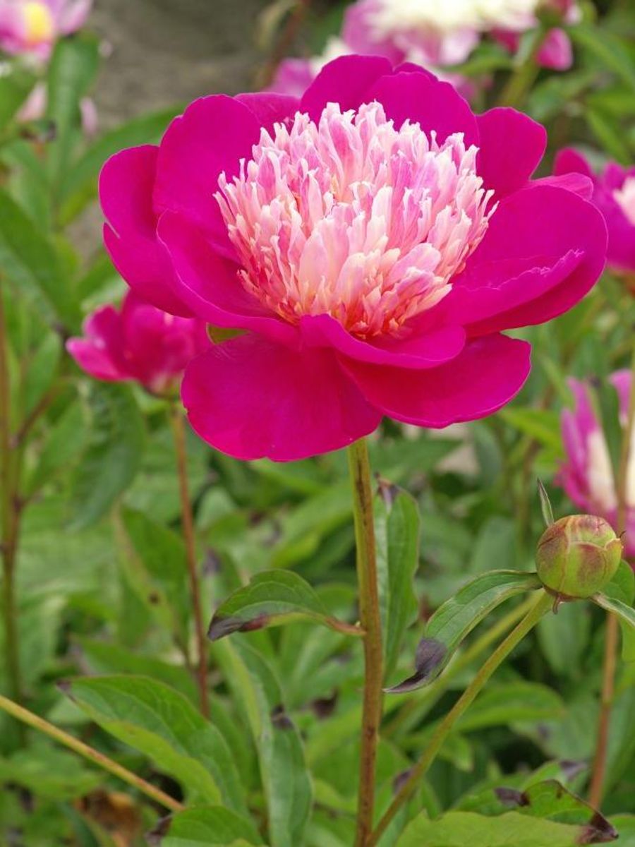 Paeonia Santa Fe Nyhet 