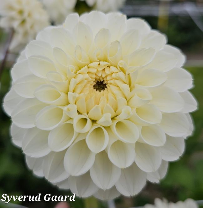 Hovedbilde Dahlia Bazuin Snow White