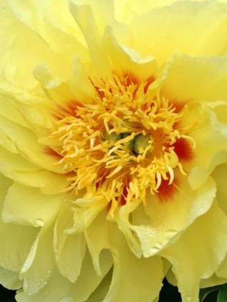 Hovedbilde Paeonia itoh Border Charm Nyhet