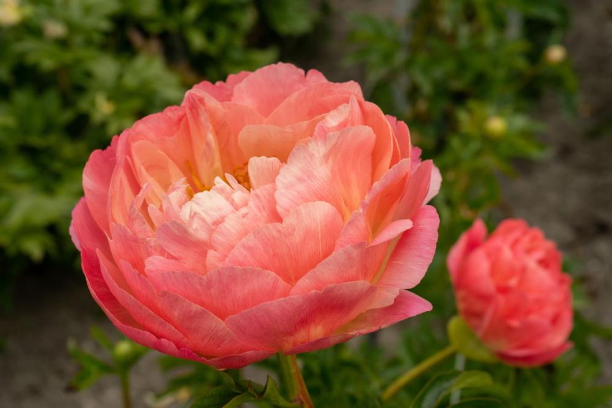 Paeonia Coral Sunset 