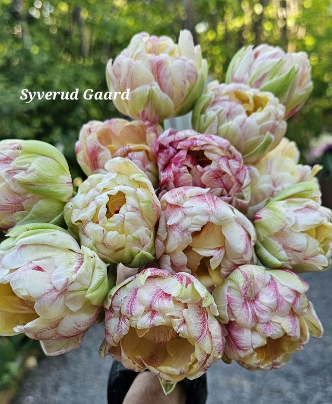 Tulipan Sprinkle Dip 5 stykk 