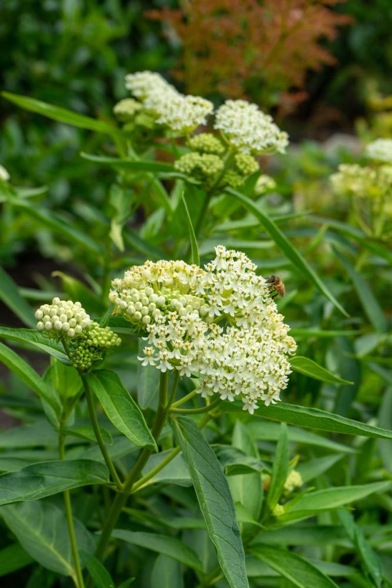 Asclepias Ice Ballet(silkeurt) 