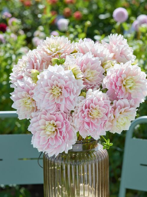 Hovedbilde Dahlia Truly Scrumptious Nyhet 2027