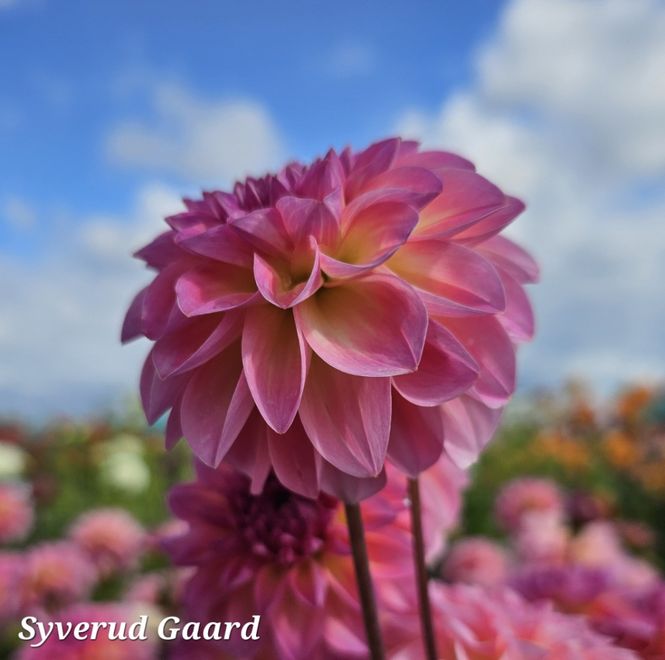 Hovedbilde Dahlia Esli 