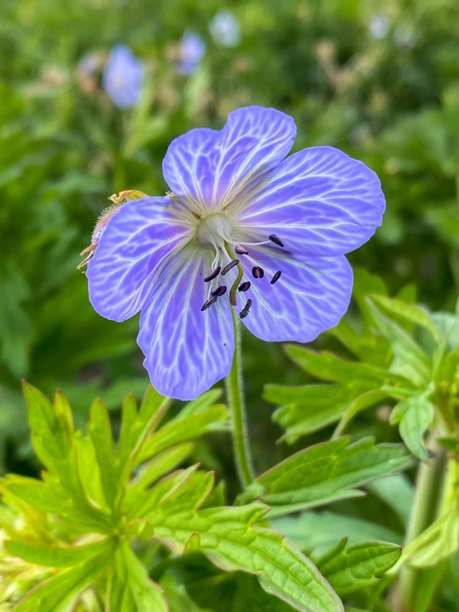 Geranium Pratense Mrs Kendall Clark 