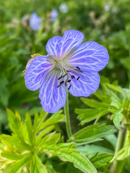 Hovedbilde Geranium Pratense Mrs Kendall Clark 