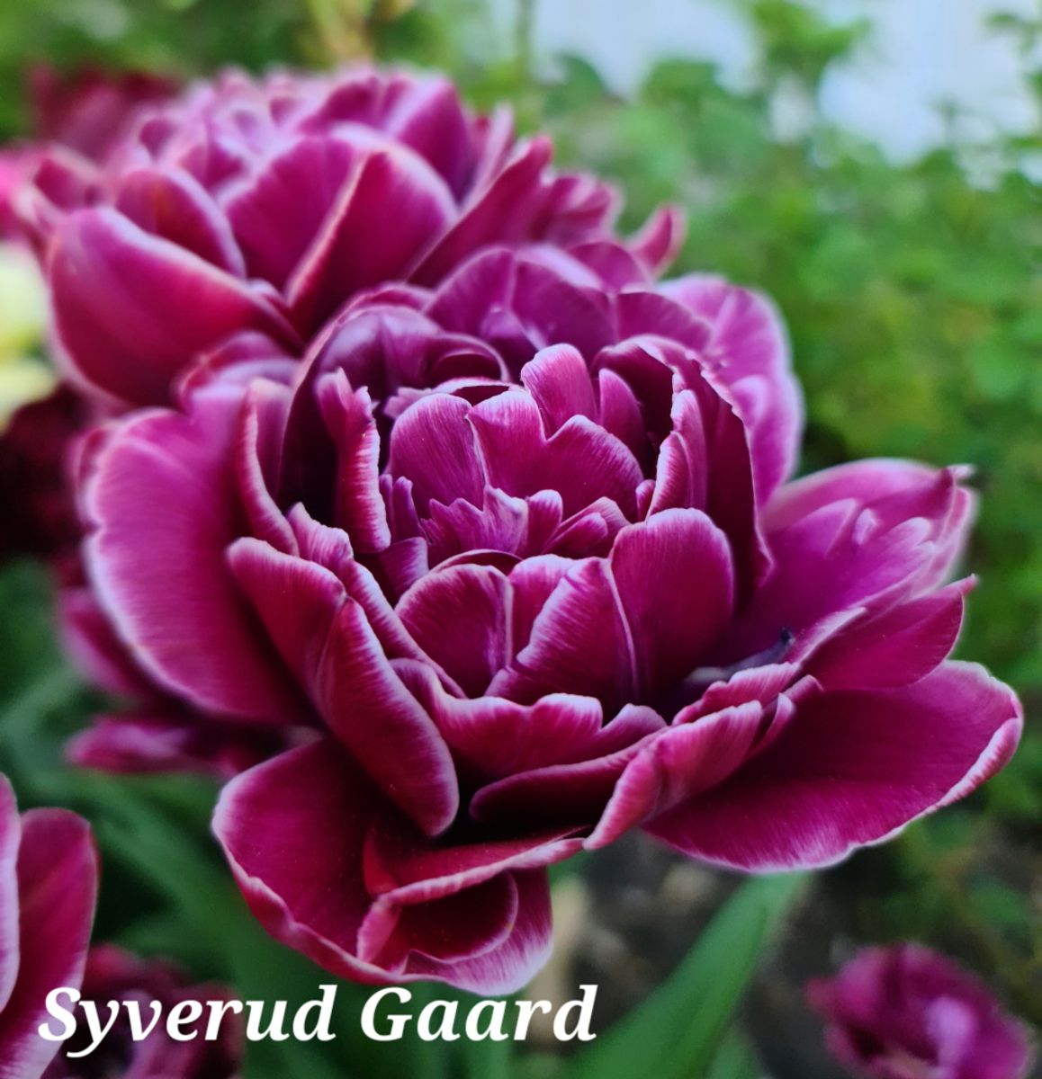 Tulipan Dream Touch 5 stykk 
