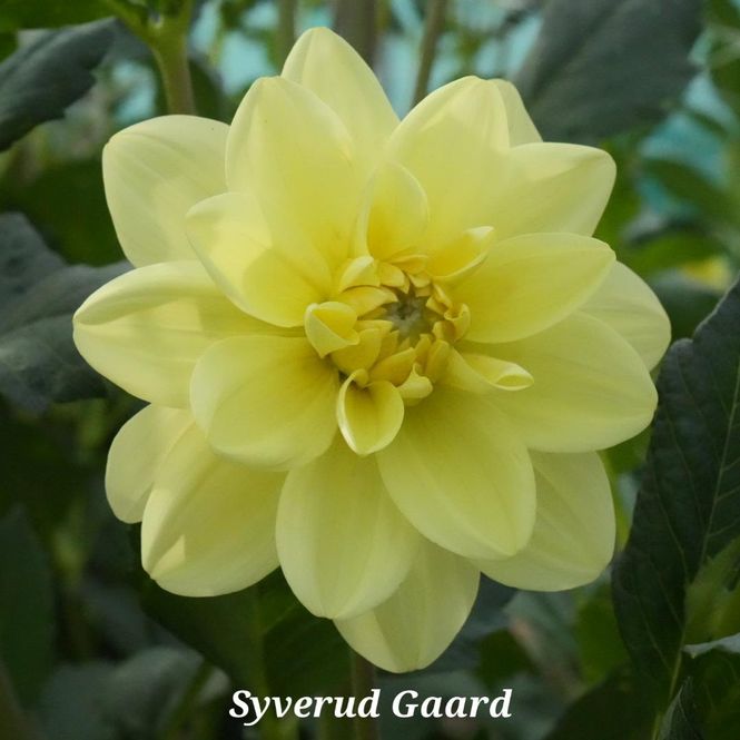 Hovedbilde Dahlia Glorie of Heemstede 
