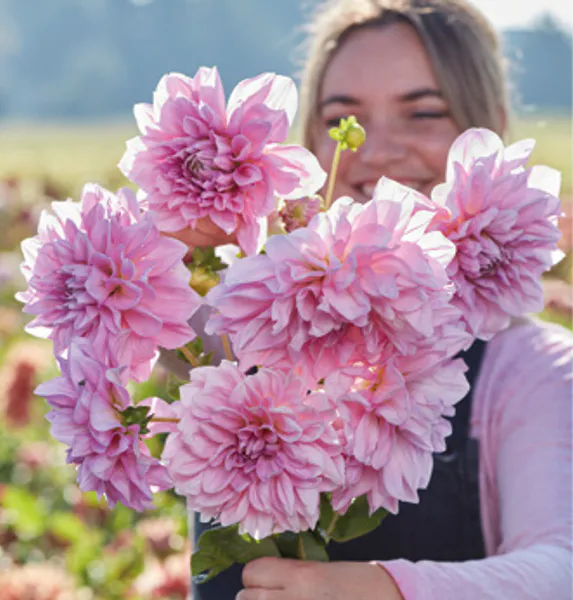Hovedbilde Dahlia Lavendel Perfection 