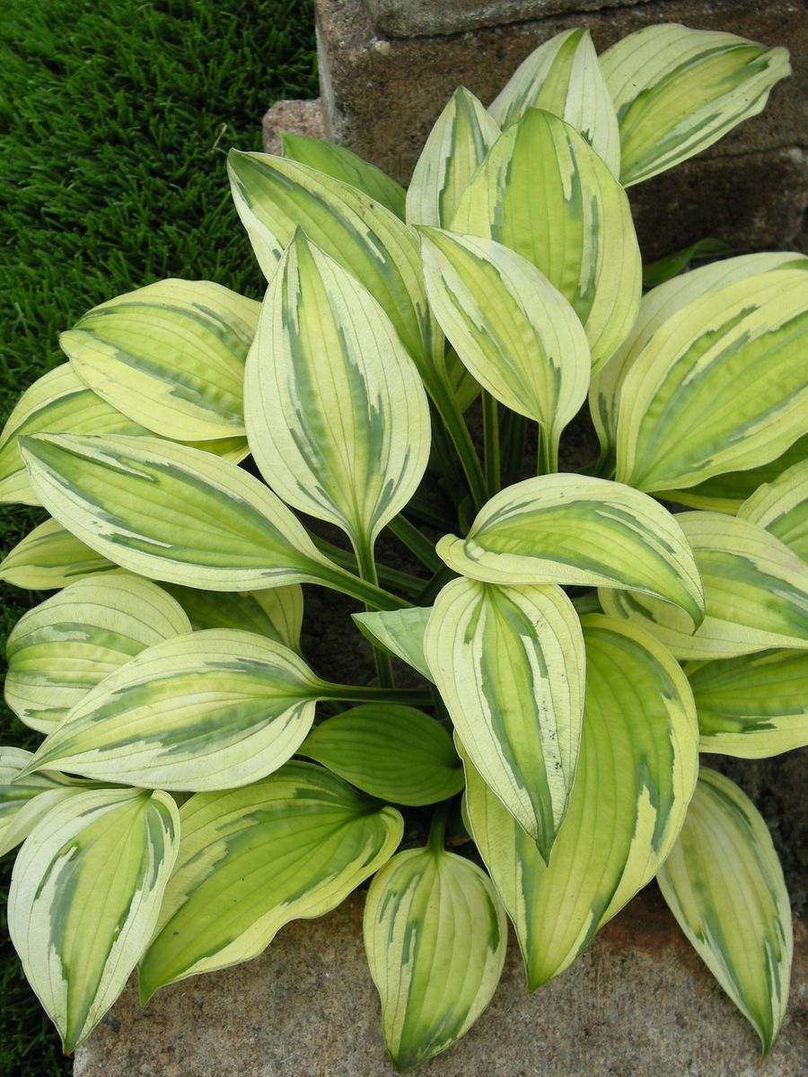 Hosta Captain’s Adventure 1 stykk Nyhet