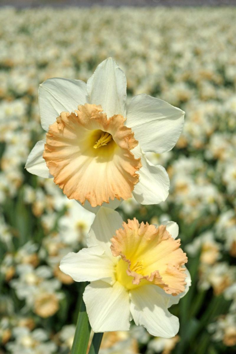 Narcissus British Gamble 5 stykk