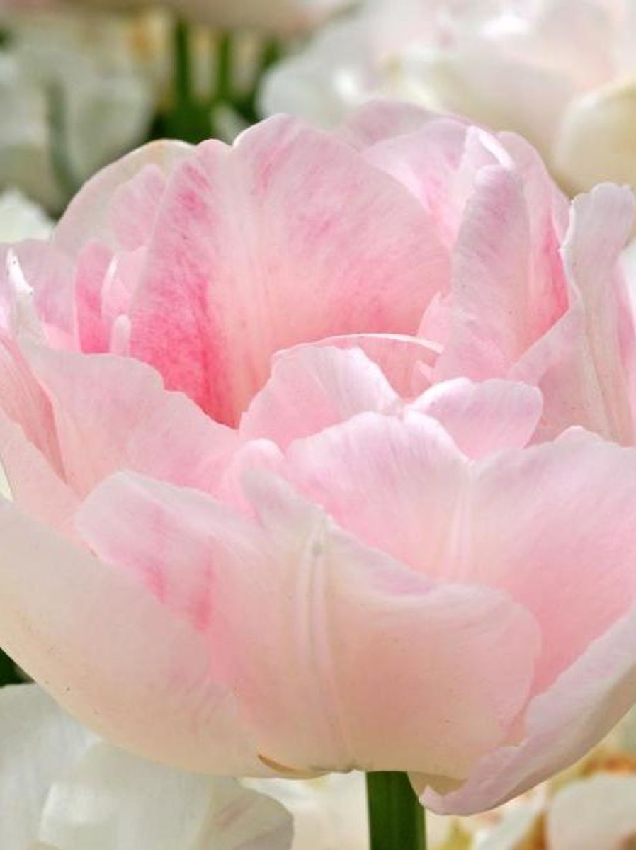 Tulipan Angelique 5 stykk 