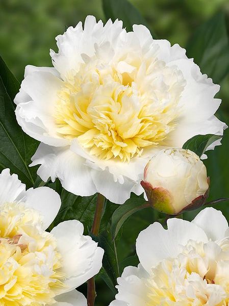Hovedbilde Paeonia Bridal Grace Nyhet