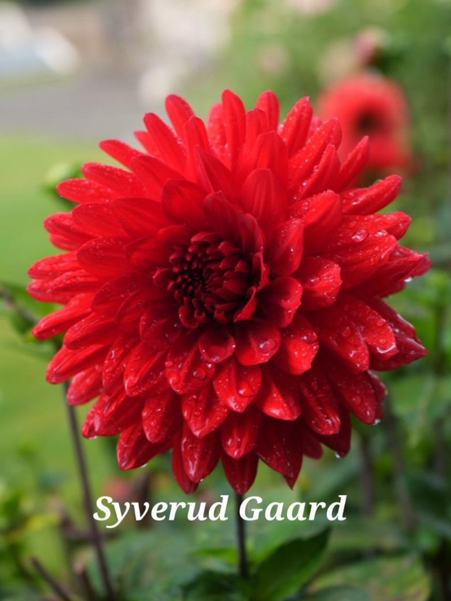 Dahlia Garden Wonder