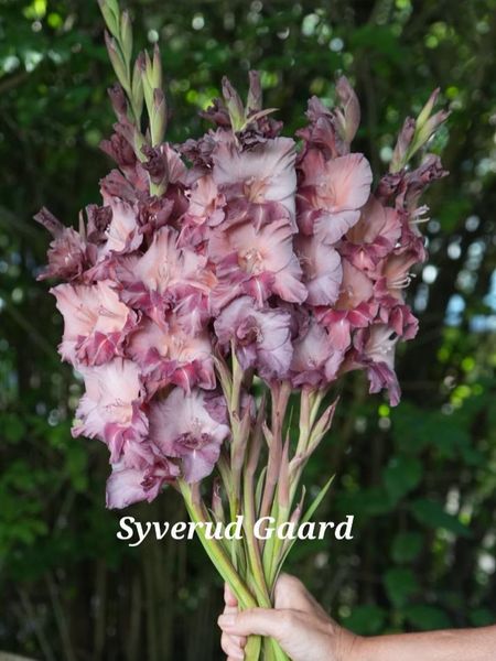 Hovedbilde Gladiolus Jakoetsk/Rusty Chestnut 10 stykk 
