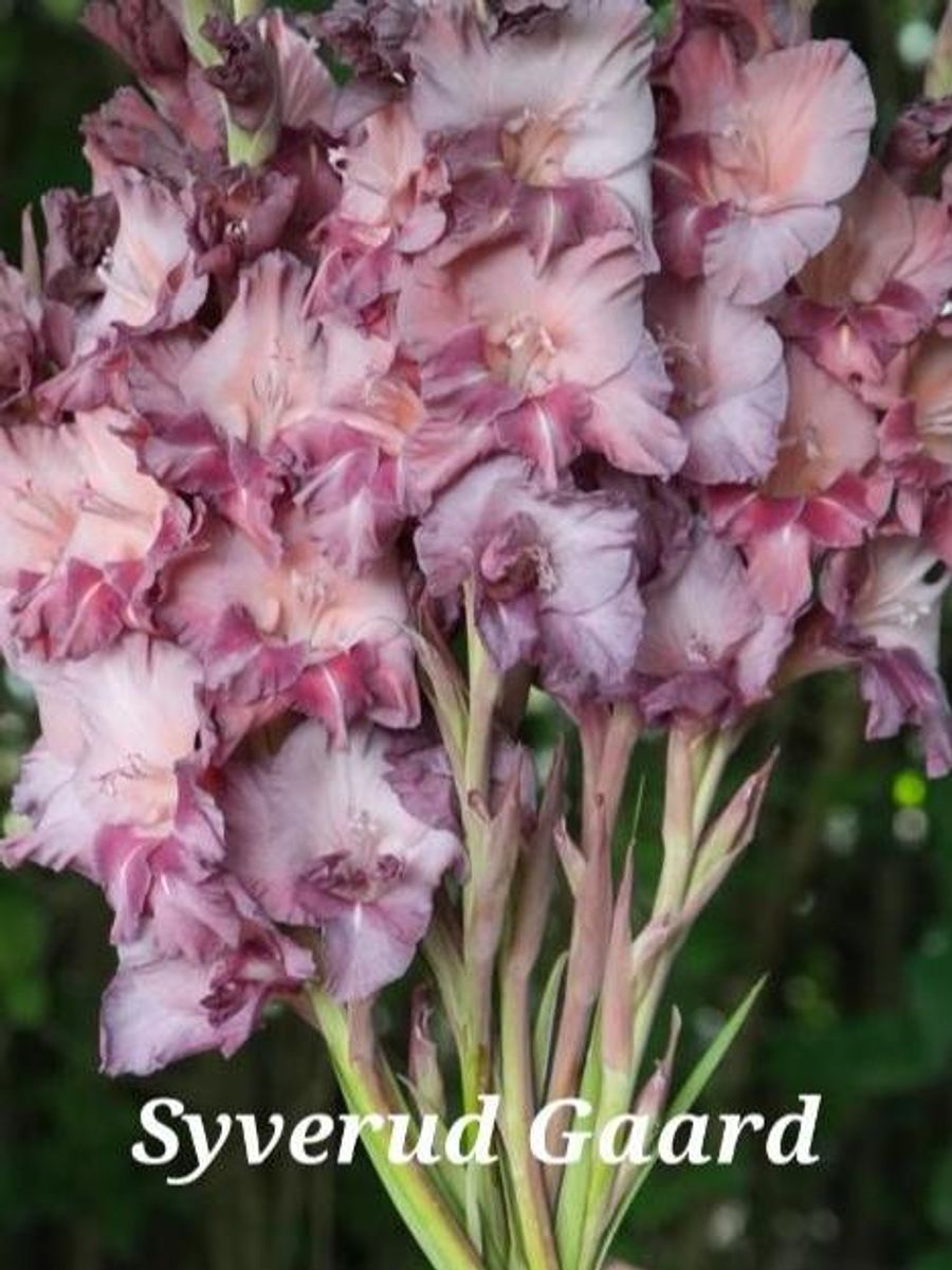 Gladiolus Jakoetsk/Rusty Chestnut 10 stykk 