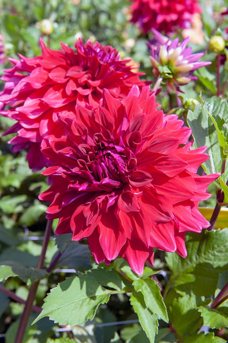 Dahlia Babylon Purpur 