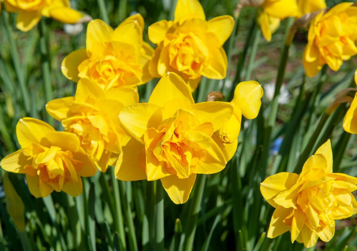 Narcissus Dick Wilden 5 stykk  