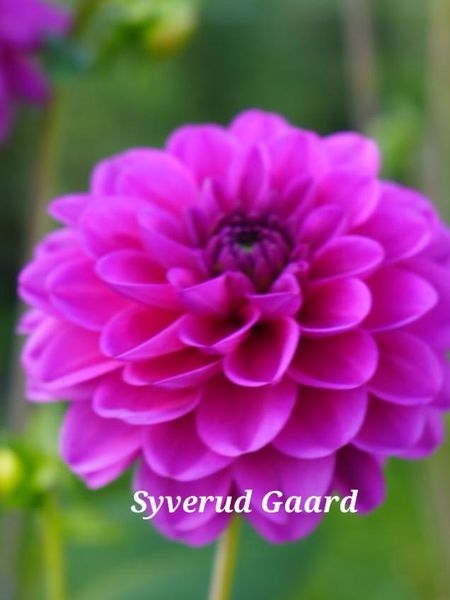 Hovedbilde Dahlia Cartouche Nyhet 2026