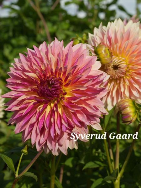 Hovedbilde Dahlia Tom Pouce 