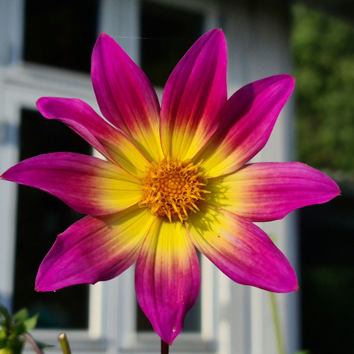Dahlia Bright Eyes