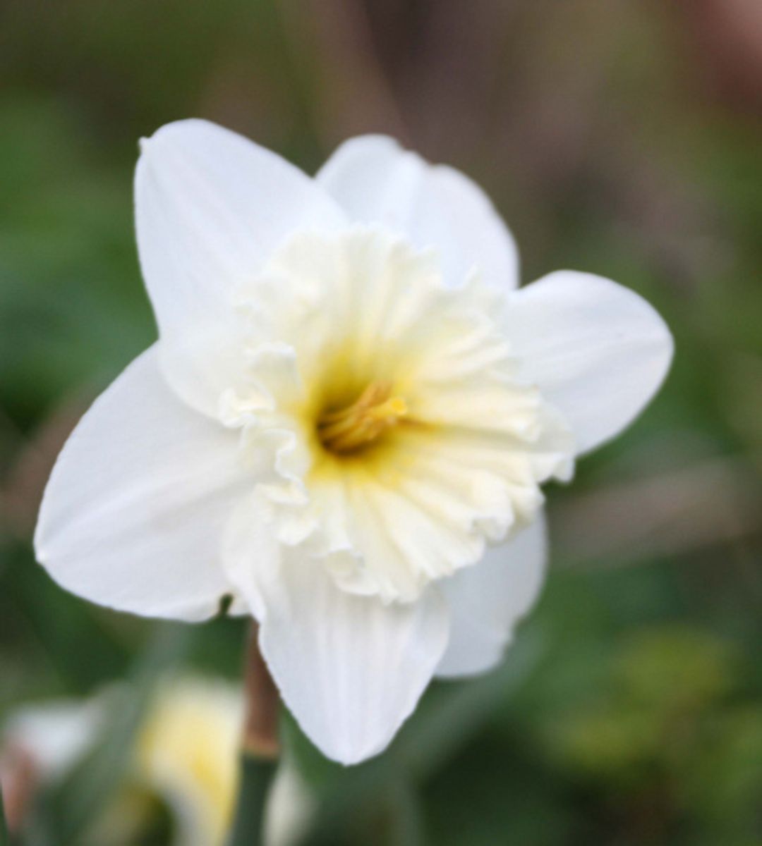Narcissus Ice Follies 5 pakk
